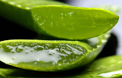 Aloe Vera Extract