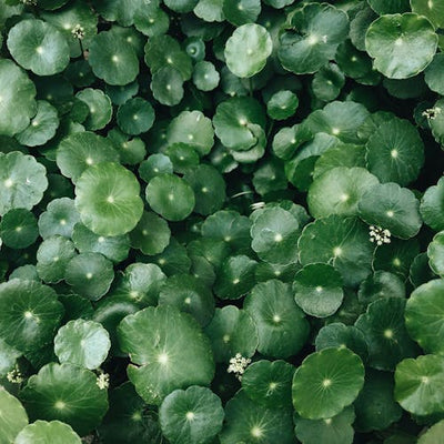 Cica (Centella Asiatica)